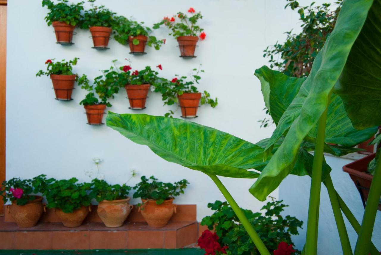Batato Vejer de la Frontera